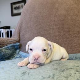 Boy 2 - White male Boxer puppy in Prestonsburg, Kentucky from Bre’s Boxers