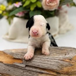 Lewis - Black and white male Sheepadoodle puppy in Willacoochee, Georgia from Kitandkboodle's Doodles