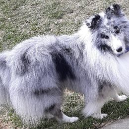 Shetland Sheepdogs from Ceilidh Shelties
