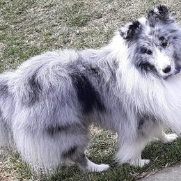 Shetland Sheepdogs from Ceilidh Shelties