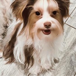 Blossom - Yorkshire Terrier