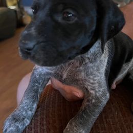 German Shorthaired Pointer Puppies from Wagoner GSP's