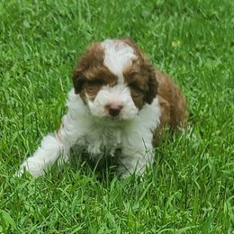 Aussiedoodle Puppies from Southern Charm Farms