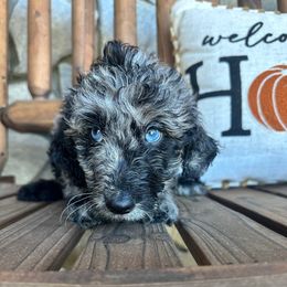 Caffe - Blue merle female Aussiedoodle puppy in High Point, North Carolina from Kingsfield Doodles