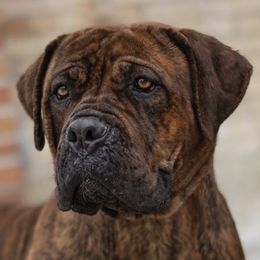Milly - Boerboel