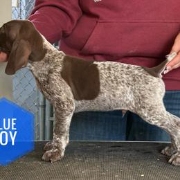 Blue Boy - Liver roan male German Shorthaired Pointer puppy in Dearborn, Missouri from Hardwood Kennels