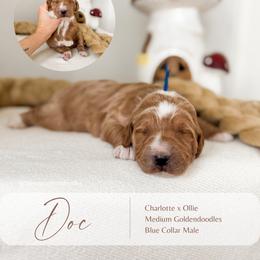 Doc - Apricot male Goldendoodle puppy in Hiddenite, North Carolina from Rose and Reid Doodles