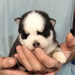 Weston - Black and white male Pomsky puppy in Spring Hill, Florida from PDQ Pomskies