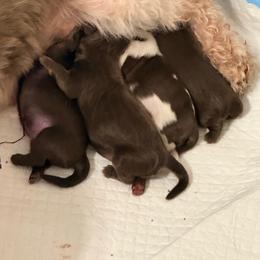 Shih Tzu puppies from Wood Foo Breeders