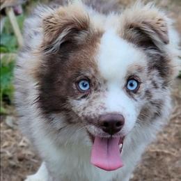 Slush reduced - Merle male Pomsky puppy in Gladstone, Virginia from Rustic Charms Miniature Huskys