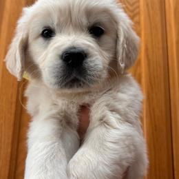 Yellow (3700) - Light golden female Golden Retriever puppy in Pahrump, Nevada from Southern Nevada Goldens