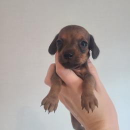 Junior Mint - Red male Dachshund puppy in Okeechobee, Florida from Far Far Away Dachshunds