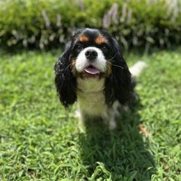 Georgia - Cavalier King Charles Spaniel