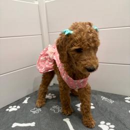 Pistachio collar - Red  female Poodle puppy in San Benito, Texas from Irene's Poodles