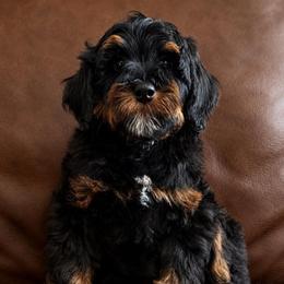 Blue boy - Phantom male Bernedoodle puppy in Altura, Minnesota from Whitewater Bernedoodles & Bluffside Berners
