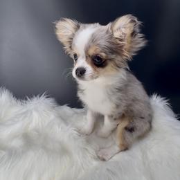Honey - Merle female Chihuahua puppy in Simpsonville, South Carolina from N&T's Chihuahuas