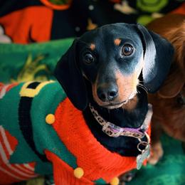 Windalynn - Dachshund