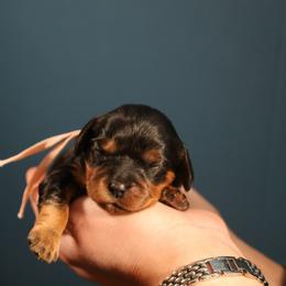 Lainey - Black and tan female Cavalier King Charles Spaniel puppy in Payette, Idaho from Stonewick Retrievers