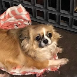 Kennedy - Chihuahua
