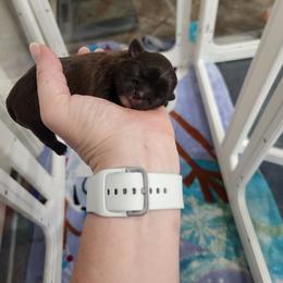 Chocolate Girl - Chocolate female Shih Tzu puppy in Sapulpa, Oklahoma from Faith Hope and Love Shih Tzu's