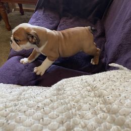 Bulldog Puppies from Tiffany Thelen's Bulldogs