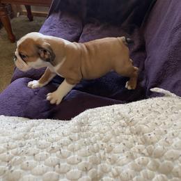 Bulldog Puppies from Tiffany Thelen's Bulldogs