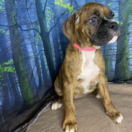 Boxer Puppies from Red Rock Boxers