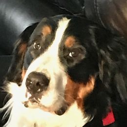 Luna - Bernese Mountain Dog
