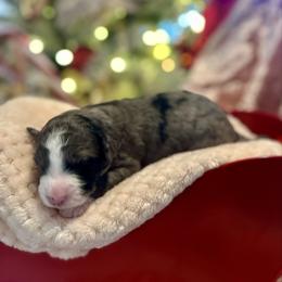 Ember - Blue merle female Bernedoodle puppy in Alabama from Peach & Pawmetto Doodles