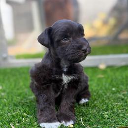 Twix - Liver male Miniature Schnauzer puppy in Sterling, Idaho from Sterling Schnauzer's