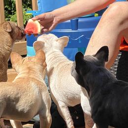 French Bulldogs from Grayscale Frenchies