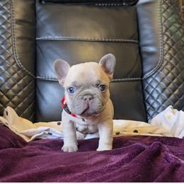 Red collar - Fawn male French Bulldog puppy in North Branch, Minnesota from Halverson Bulldogges