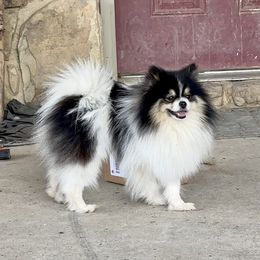 Firecracker - Pomeranian