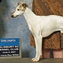 Whippets from RAJOPA WHIPPETS