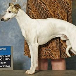 Whippets from RAJOPA WHIPPETS