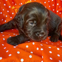 Australian Labradoodle Puppies from Lea Acres Australian Labradoodles