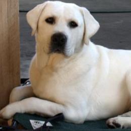 Labrador Retrievers from LabsToLove Lab Pups