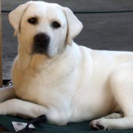 Labrador Retrievers from LabsToLove Lab Pups