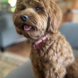 Honey - Goldendoodle