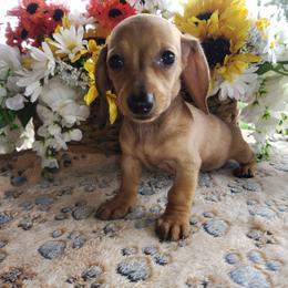 Bambi - Cream female Dachshund puppy in Hudson, Michigan from Mittentail Kennel Miniature Dachshunds & Australian Shepherds