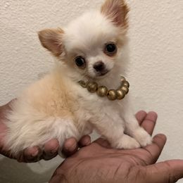 Xxsmall -Raffaello, 5,800k - Cream and white male Chihuahua puppy in Burleson, Texas from Tiny Diiamond Chihuahua
