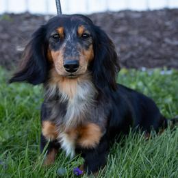Mother Theresa - Dachshund