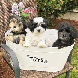 Morkie All Grown Up from Morkie Puppies of NH