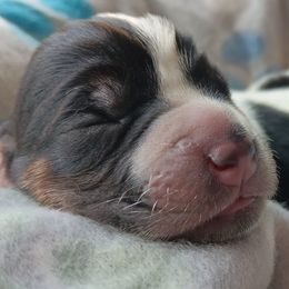 Bluetick Coonhound and Redbone Coonhound Puppies from Harmons Hounds