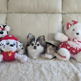 Thor - Chihuahua