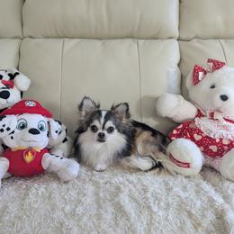 Thor - Chihuahua