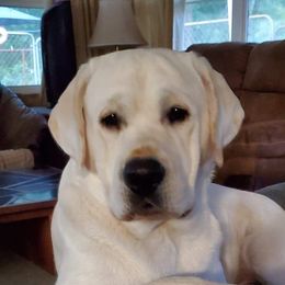 Calvin - Labrador Retriever