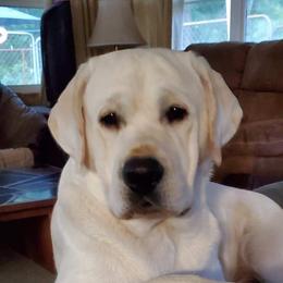 Calvin - Labrador Retriever
