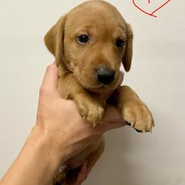 Red - Yellow male Labrador Retriever puppy in Newaygo, Michigan from Royal Oak Gundogs