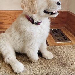 Golden Retriever Puppies from Barb Felt's Golden Retrievers